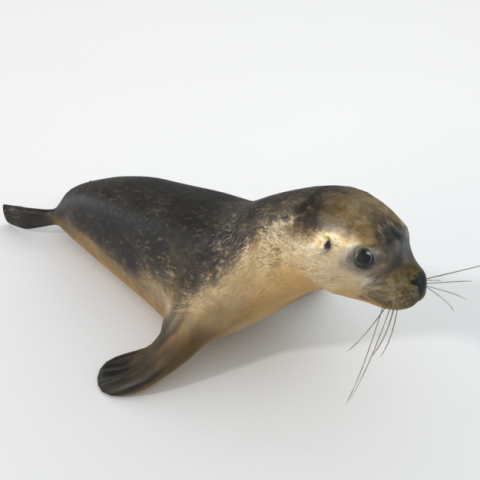 marine seal 3D Модель .c4d .max .obj .3ds .fbx .stl .blend