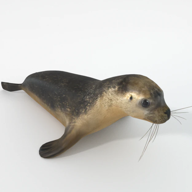 marine seal 3D Model .c4d .max .obj .3ds .fbx .stl .blend 