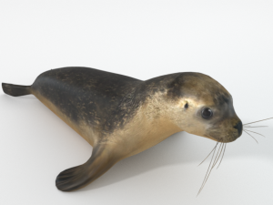 marine seal 3D Model