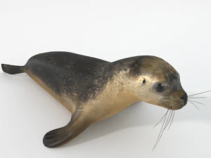 foca marina Modello 3D