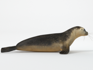 marine seal 3D Модель