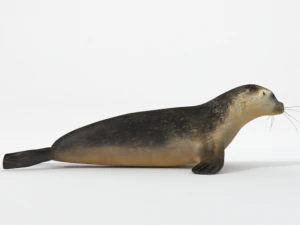 marine seal 3D Model