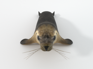 marine seal 3D Модель
