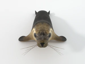marine seal 3D Model