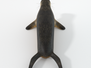 marine seal 3D Модель