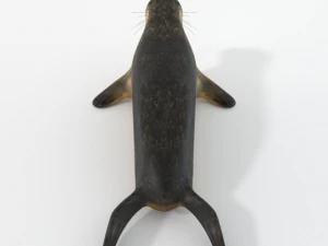 marine seal 3D Model