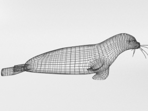 marine seal 3D Модель