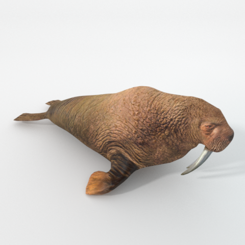 walrus 3D Model .c4d .max .obj .3ds .fbx .stl .blend 