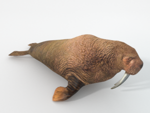 walrus 3D Model