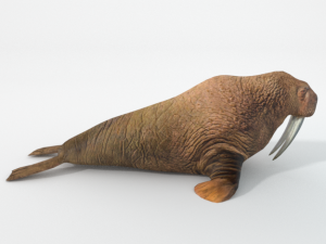 walrus 3D Model
