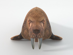 walrus 3D Model