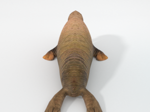 walrus 3D Model