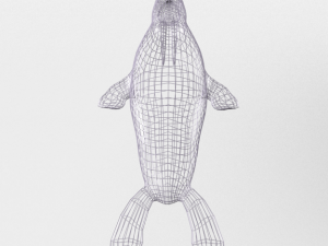 walrus 3D Model