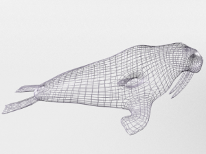 walrus 3D Model