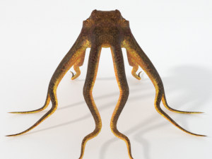 octopus 3D Model