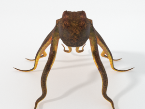 octopus 3D Model