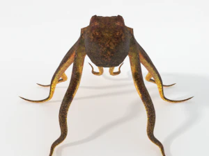 octopus 3D Model