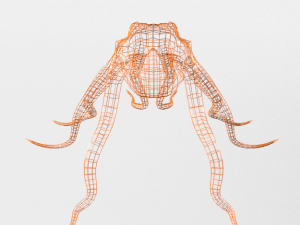 octopus 3D Model