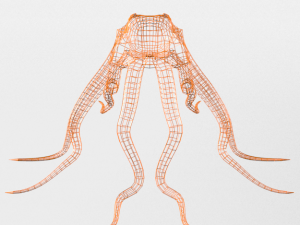 octopus 3D Model