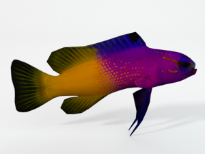 gramma loreto 3D Model