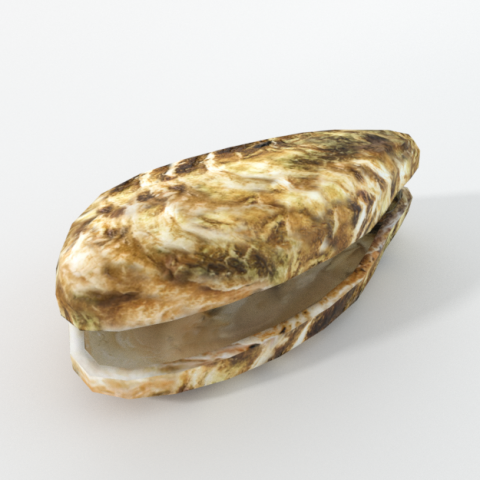 oyster 3D Modell .c4d .max .obj .3ds .fbx .stl .blend