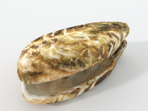 oyster 3D Model