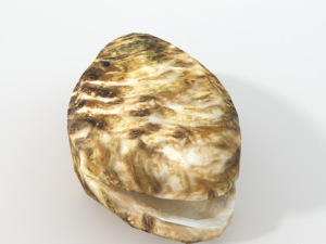 oyster 3D Modell