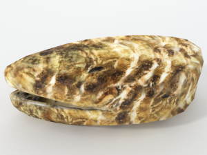 oyster 3D Modell