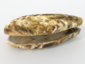 oyster 3D Modell