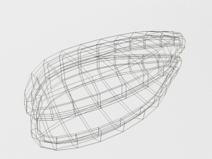 oyster 3D Modell