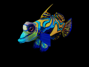 mandarin fish 3D Model