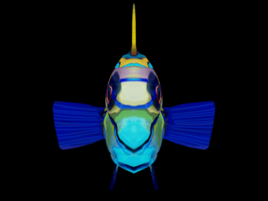 mandarin fish 3D Model