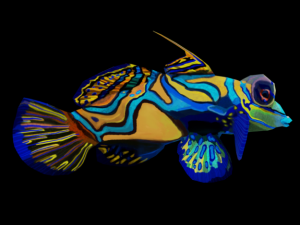 mandarin fish 3D Model