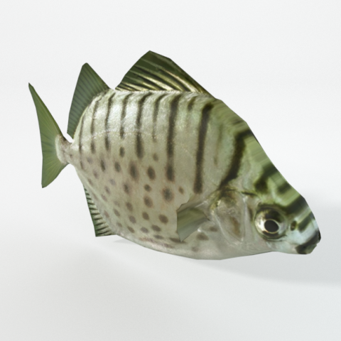 argus fish 3D Model .c4d .max .obj .3ds .fbx .stl .blend 