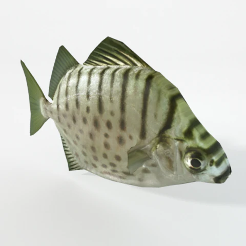 ryba Argus Model 3D .c4d .max .obj .3ds .fbx .stl .blend 