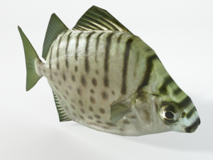 argus fish 3D Model