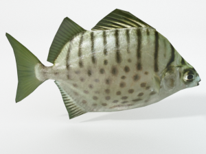 argus fish 3D Model