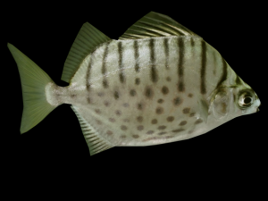 argus fish 3D Model