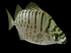 argus fish 3D Model