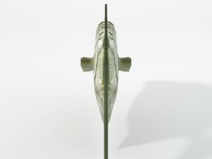 argus fish 3D Model