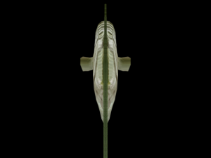 argus fish 3D Model