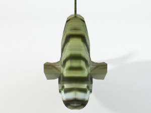 argus fish 3D Model
