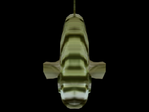argus fish 3D Model