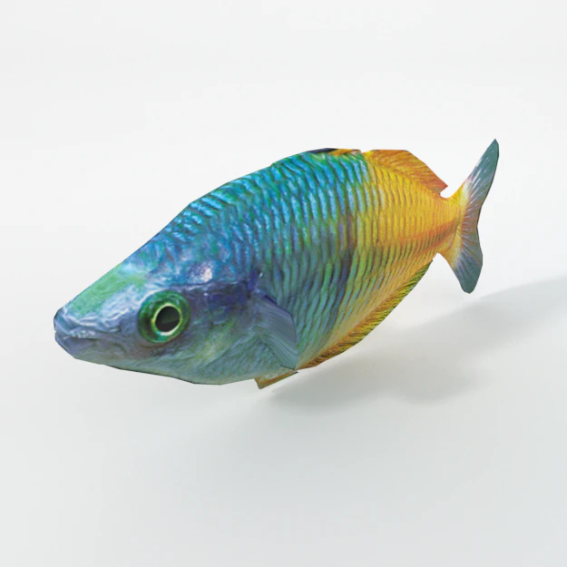rainbow fish 3D Model .c4d .max .obj .3ds .fbx .stl .blend 