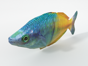 rainbow fish 3D Model