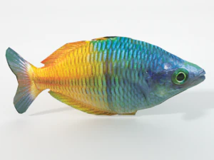 rainbow fish 3D Model