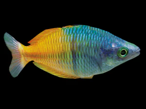 rainbow fish 3D Model