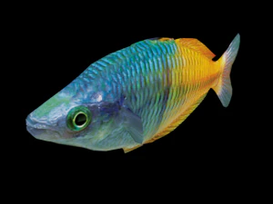 rainbow fish 3D Model