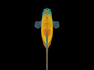 rainbow fish 3D Model