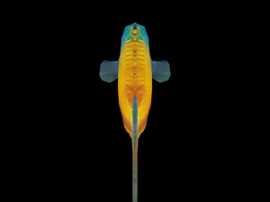 rainbow fish 3D Model